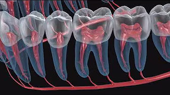 Root canal morphology